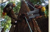 Hoe te beklimmen van een boom met Boot Spikes