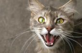 Bijwerkingen van buprenorfine bij katten