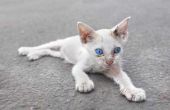 Waarom de geriatrische katten worden dunne & Bony?