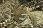 Het uitvoeren van taxidermie op een Rattle Snake