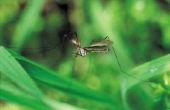 How to Get Rid van Gnats & muggen in de buurt van een zwembad