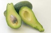 Rassen van Florida avocado 's