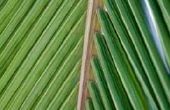 Palm-varenblad weven instructies