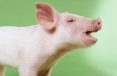 Hoe een varken in te zamelen voor voedsel
