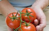 Hoe kunt u zien wanneer een tomaat is Gone Bad