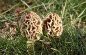 Hoe weet u of het is een paddenstoel Morel