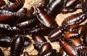 De ontwikkelingsstadia van kakkerlakken