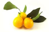 Hoe Kumquat bomen snoeien