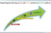 Effect van niacine op glucoseniveaus