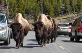Hoe te rijden door het Nationaal Park Yellowstone