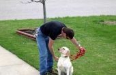Hoe Vrijwilliger voor Service hond opleiding