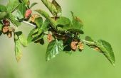 Hoe te identificeren van een blad van de boom Mulberry