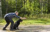 How to Train een hond met de Duitse opdrachten
