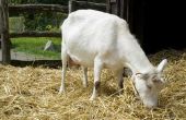 Hoe het verhogen van de productie van de melk van de geit