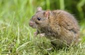 Ratten graven gaten in de grond?