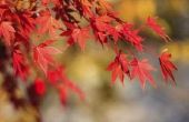 Mijn Japanse rode esdoorn is opgedroogd gekruld-Up bladeren