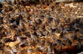 How to Get Rid van dak bijen