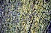 Hoe te behandelen groene schimmel op volwassen Maple bomen