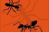 Een zelfgemaakte manier om zich te ontdoen van mieren