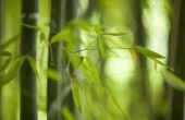 Hoe de zorg voor zieke bamboe planten