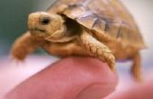 Hoe kweken van schildpadden