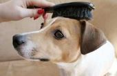 Haarbal Remedies voor honden
