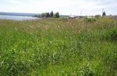 Waar komt Reed Canary Grass groeien?