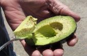 Hoe maak je avocado's sneller rijpen