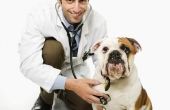 Medrol bijwerkingen in honden