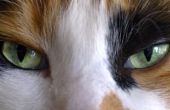 Wat betekent het als mijn kat een huilerig oog heeft?