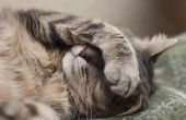 Hoe de behandeling van diarree bij katten