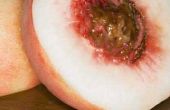 Hoe te een perzik zaad ontkiemen