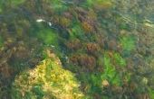 De kenmerken van gouden algen