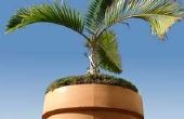 Hoe Trim Indoor palmbomen