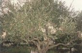Olive Tree feiten