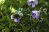 Hoe vindt u Bumble Bee nesten