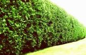Hoog Hedge planten voor Privacy