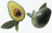 Soorten Self-Pollinating Avocado