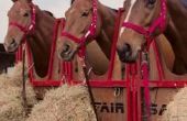 Ideeën voor langzame Hay Feeders voor paarden