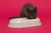 How to Make Gezonde Homemade kattenvoer (Bulk) voor diabetische en niet diabetische katten