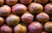 Hoe krijg ik een Onion geur uit een koelkast