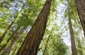 Waarom Is mijn Redwood boom sterven?