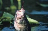 Hoe bas vissen met Rubber wormen
