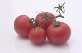 Natuurlijke Bug afweermiddel voor tomaten