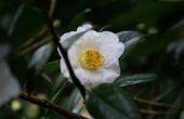 Rassen van Camellia Sasanqua