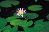 Wat Is de langste geschatte tijd dat Lotus zaden slapende kunnen liggen?