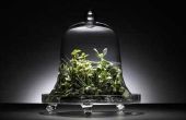 Wat planten gaan onder een glas Cloche?