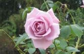 De betekenis van lila rozen