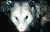 How to Get Rid van een Possum die onder mijn huis leeft