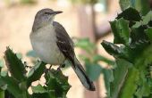Backyard Bird identificatie in Texas